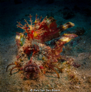rhino scorpion fish by Marc Van Den Broeck 